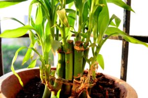 bamboo