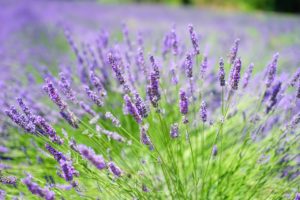 lavender