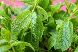 peppermint