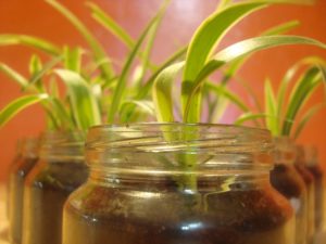 spider-plant