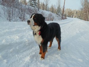 bernese-230560_1920