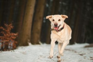 dog-1873218_1920