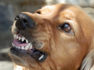 aggressive-dogs-body-language