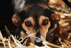 anxious-dogs-body-language