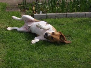 fearful-dogs-body-language