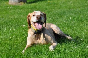 happy-dogs-body-language