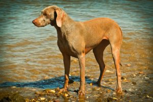 relaxed-dogs-body-language