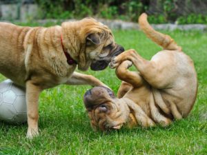 reward-5-playtime-with-other-dogs