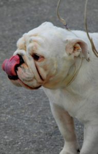 stressed-dogs-body-language