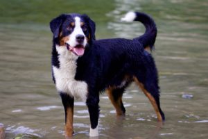 cool-their-paws