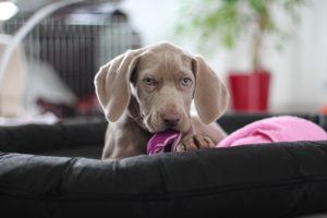 get-your-dog-a-cooling-pad