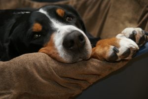 give-your-dog-a-soft-bed