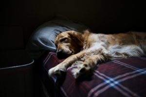 in-your-bed