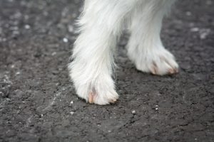 keep-nails-trimmed