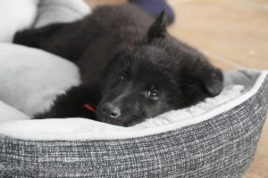 soft-pillowbasket
