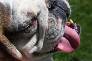 bad-breath