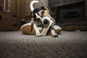 chewing-and-licking