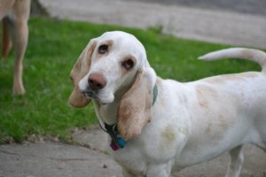hearing-loss