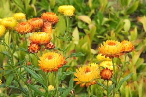helichrysum