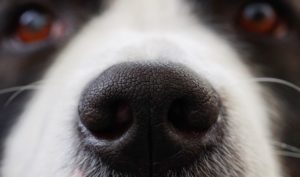 sniffing-games