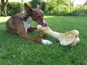 the-need-for-so-much-dog-food-and-treats