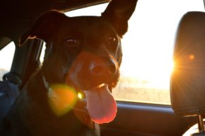 leaving-them-in-the-car