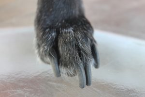 poor-nail-trims
