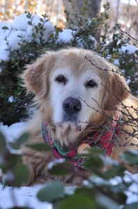 bailey
