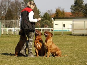 two-dogs-are-better-than-one-less-training