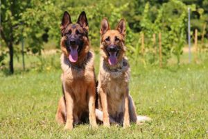 german-shepherd