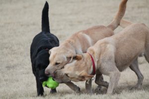 good-with-other-animals-is-your-dog-ready-for-off-leash