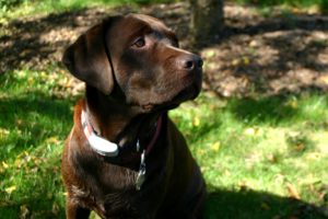 labrador-retriever