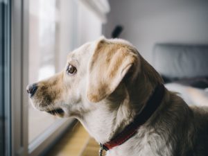 let-your-dog-explore-the-house