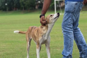 responds-to-name-is-your-dog-ready-for-off-leash