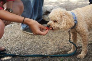 reward-your-dog