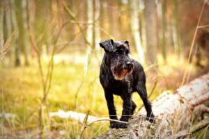 schnauzer-miniature
