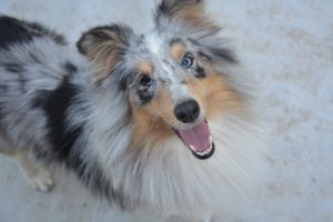 shetland-sheepdog
