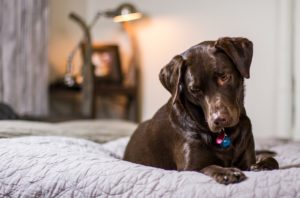 show-your-dog-their-spots
