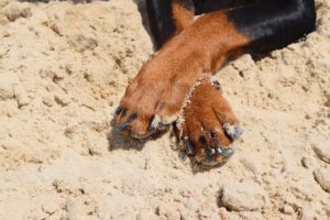 what-are-dog-paws