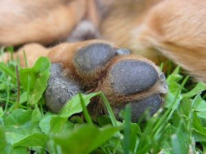 what-do-dog-paws-need