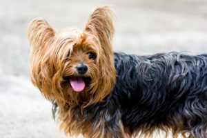 yorkshire-terrier
