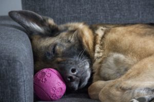 create-a-safe-space-spending-the-holidays-with-your-dog